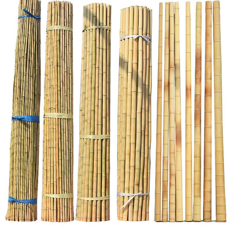 BAMBOOS 1
